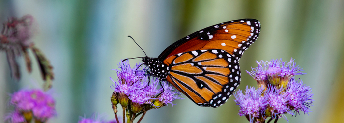 Native Plants That Will Attract A Bounty Of Birds & Butterflies