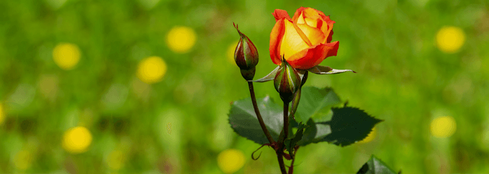ArticlePost_Image-Roses