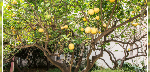ArticlePost_Image8-27-22-Edible-Landscape-Lemon-Tree