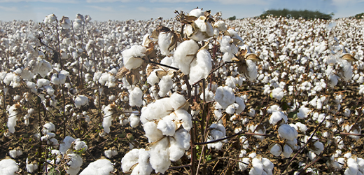 ArticlePost_Image11-5-22-Cotton-Farming