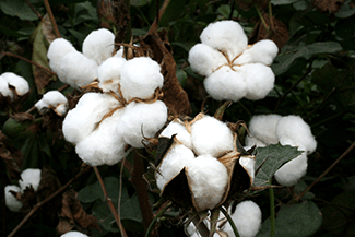 Arizona's higher temperatures are ideal for certain crops like cotton which thrives in the hottest months of an Arizona summer