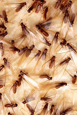 Live termites