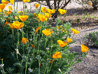 Mexican poppy, lupine seeds, and other wildflowers should be planted in the fall for spring bloom.
