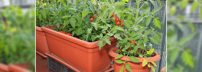 #ContainerGardening For Yards, Patios, Balconies And Window Sills