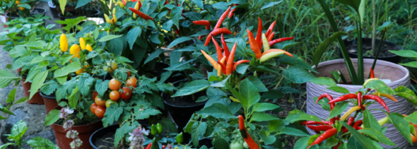 The Harmony of #Tomato&amp;PepperPlants – Rosie On The House