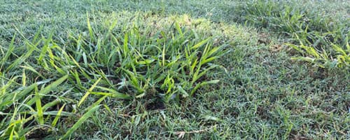 Crab Grass growing in a flood irrigation Bermuda lawn.