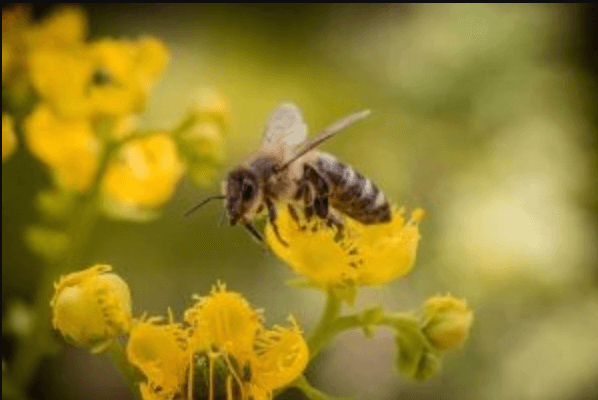 Honeybee pollinating flowers