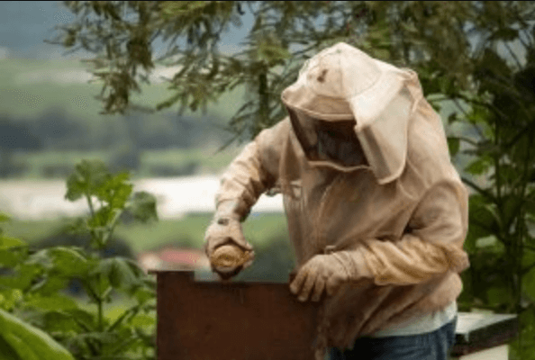 Beekeeper tending his bees