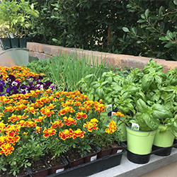 Agriscaping: plant starters