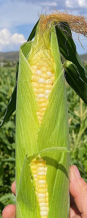 Mortimer Farms Sweet Corn