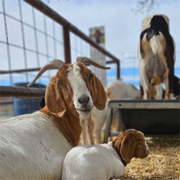 Mortimer Farms Goats