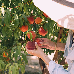 Mortimer Farm U-Pick it Peaches
