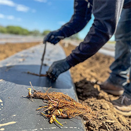 Mortimer Farms Planting