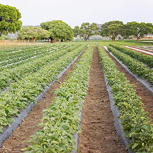 Mortimer Farm Crops