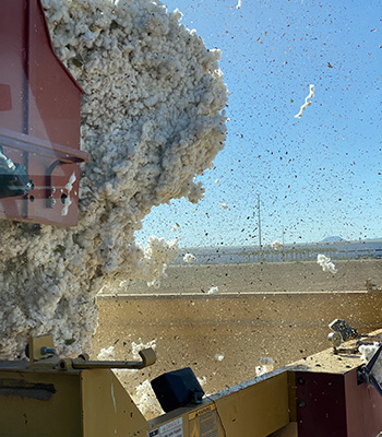 Cotton harvester